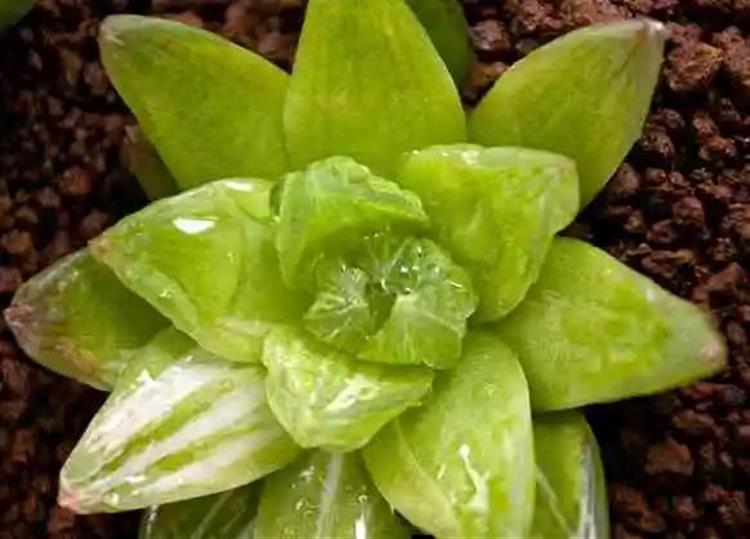 为啥叫多肉植物_多肉植物俗称大全_多肉植物又名