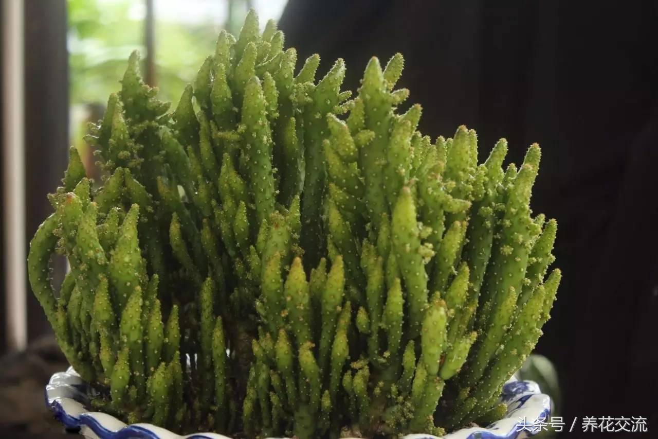 冬季室内不知道养啥植物，下面这6种最多人选