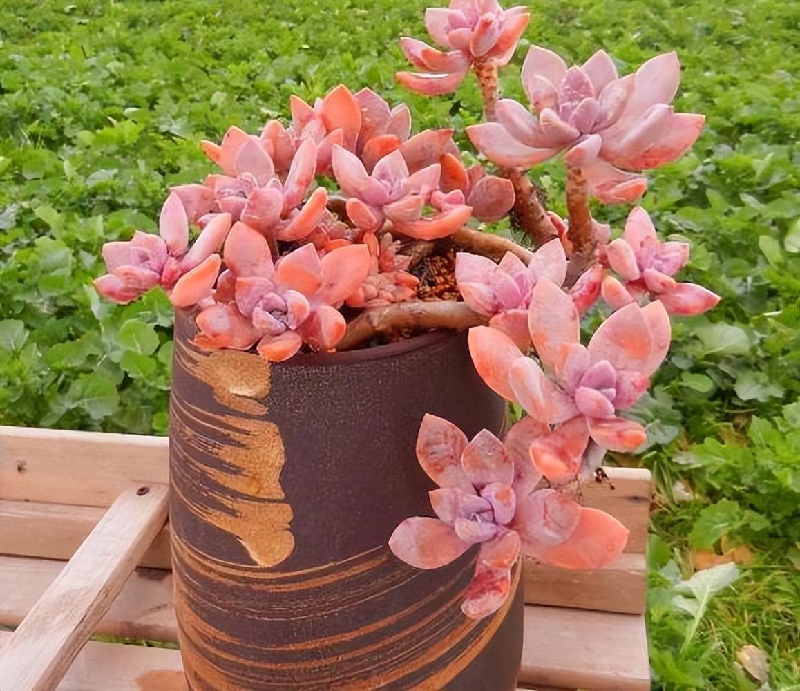 8款适合秋冬种植的多肉，皮实好养爱上色，越冷颜色越漂亮