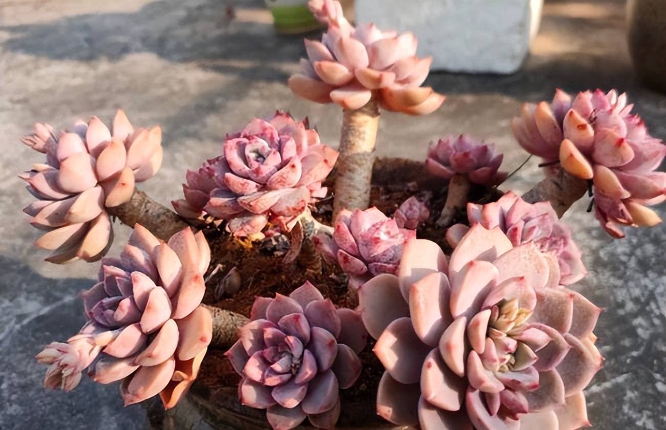 耐寒的多肉植物有哪些品种_耐热耐寒的多肉有哪些_小多肉植物耐寒还是耐热