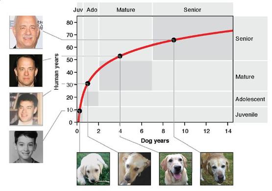 狗一岁=人七岁？新的换算方法可没这么简单