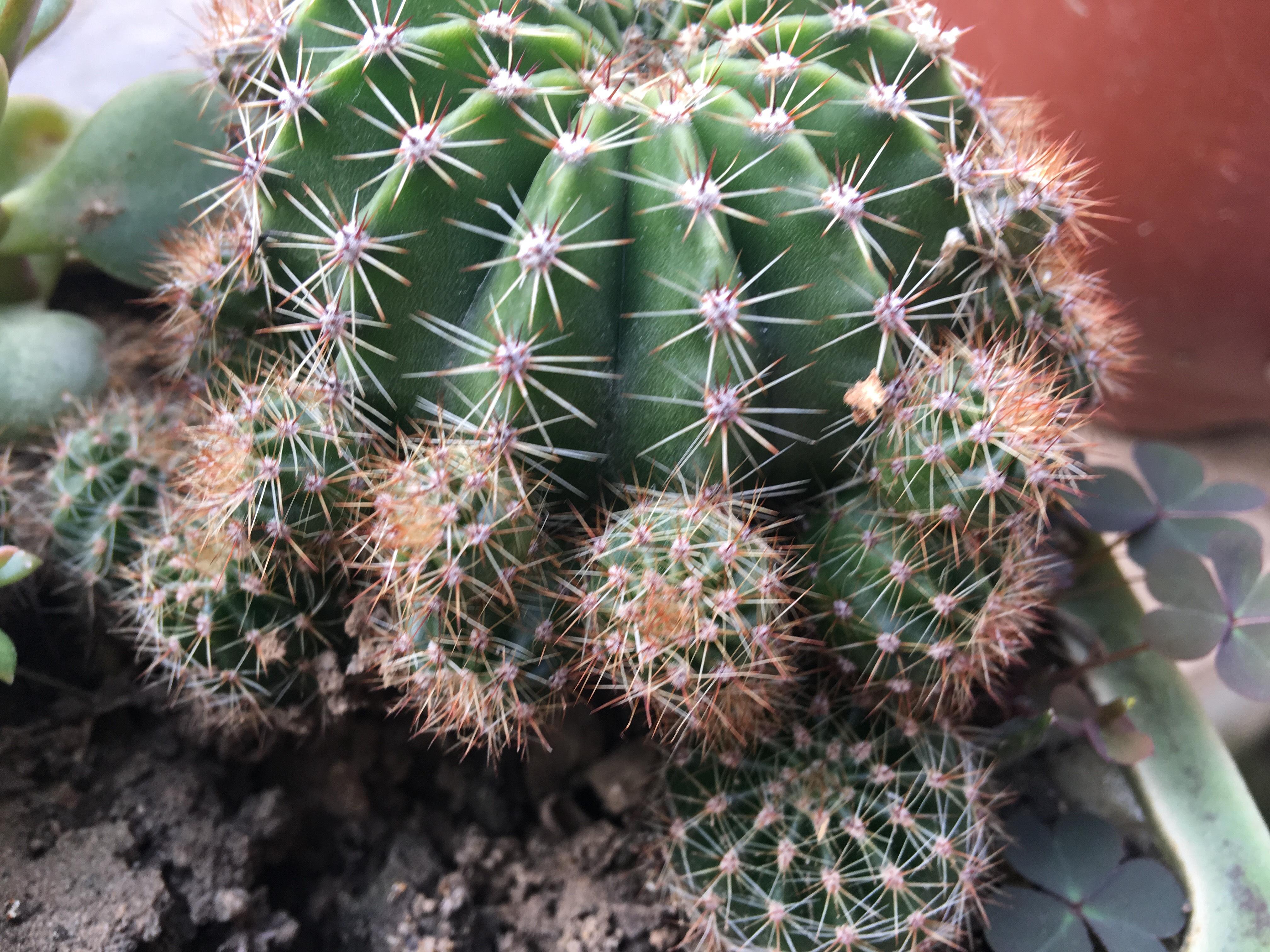 养植物养的好的人_好养活的植物_植物养得好