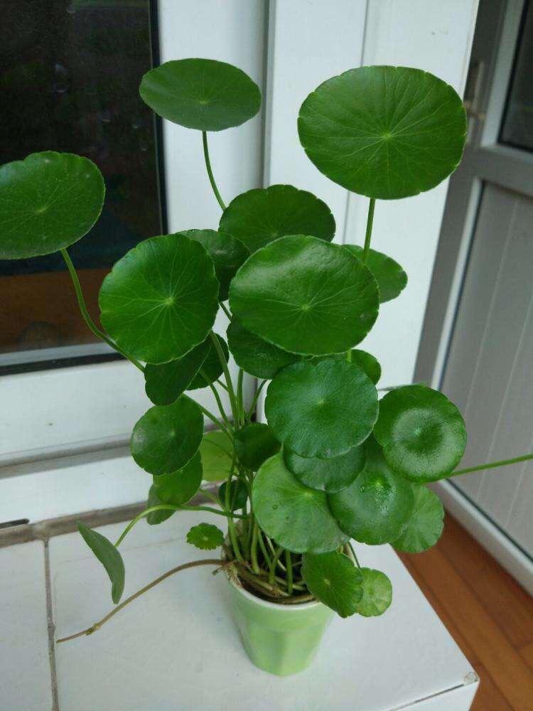 植物养得好_好养活的植物_养植物养的好的人