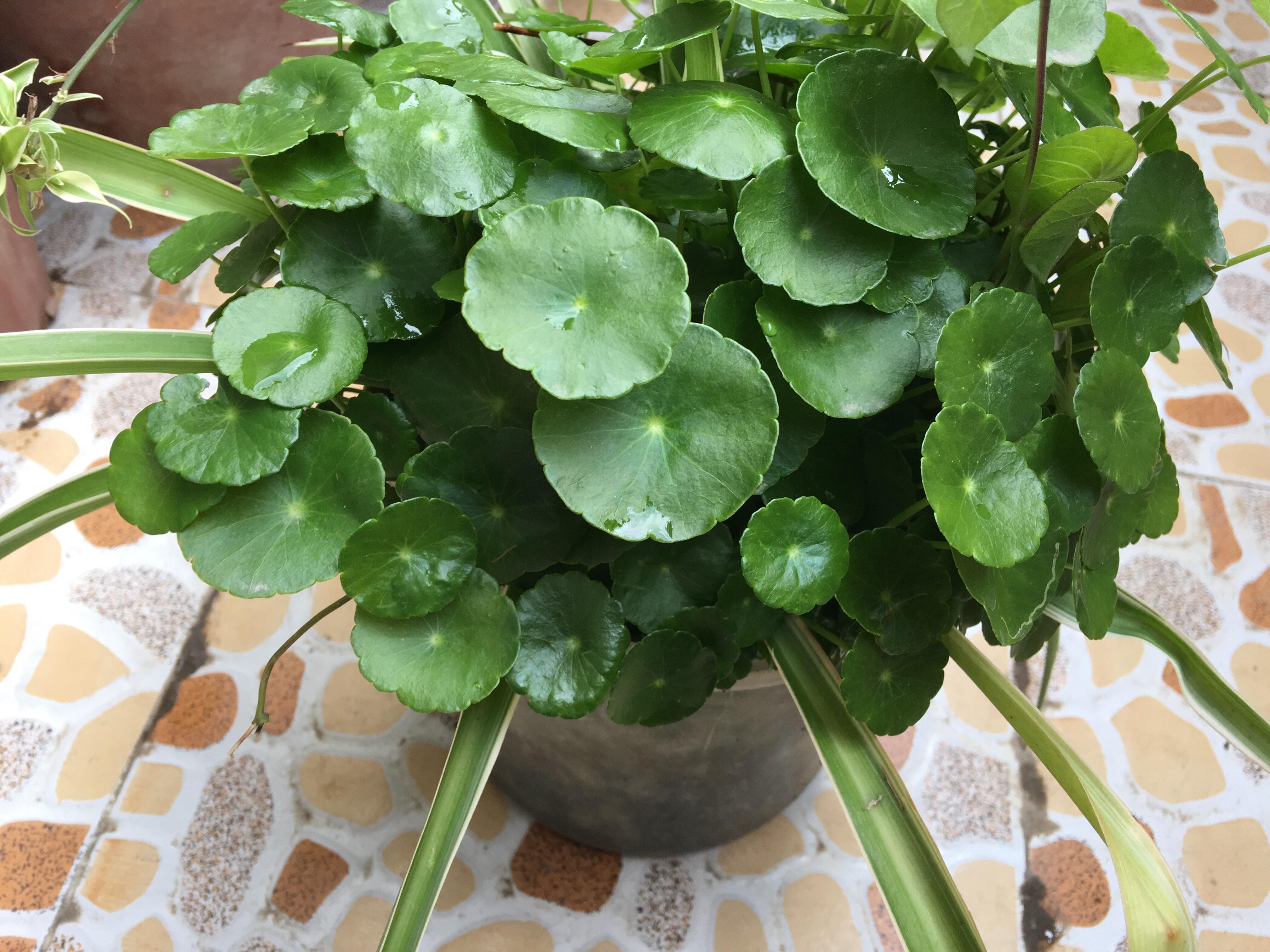 好养活的植物_植物养得好_养植物养的好的人