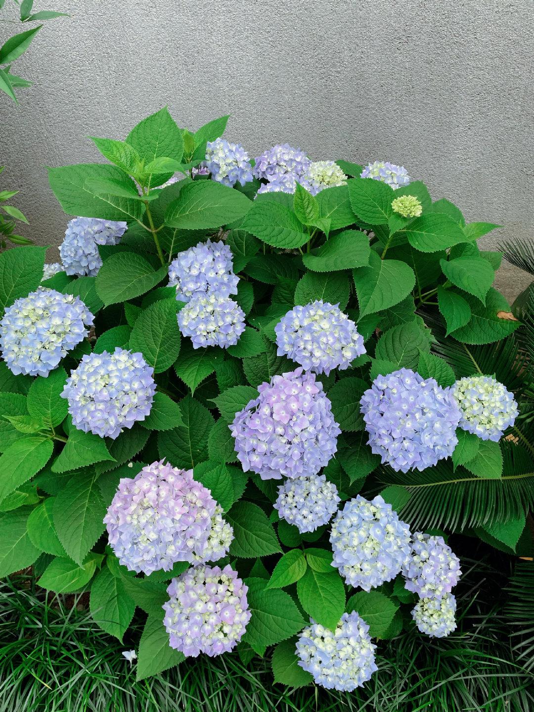 养花没有肥，用这3种料，轻松变成有机肥，花草长得壮，花繁叶茂