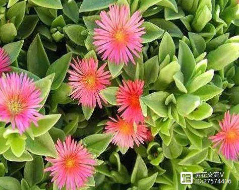 多肉植物像花一样_像花的多肉植物_多肉像花似的是什么花