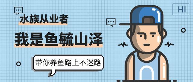 小鱼缸养什么？推荐6种适合小型鱼缸的人气小型鱼