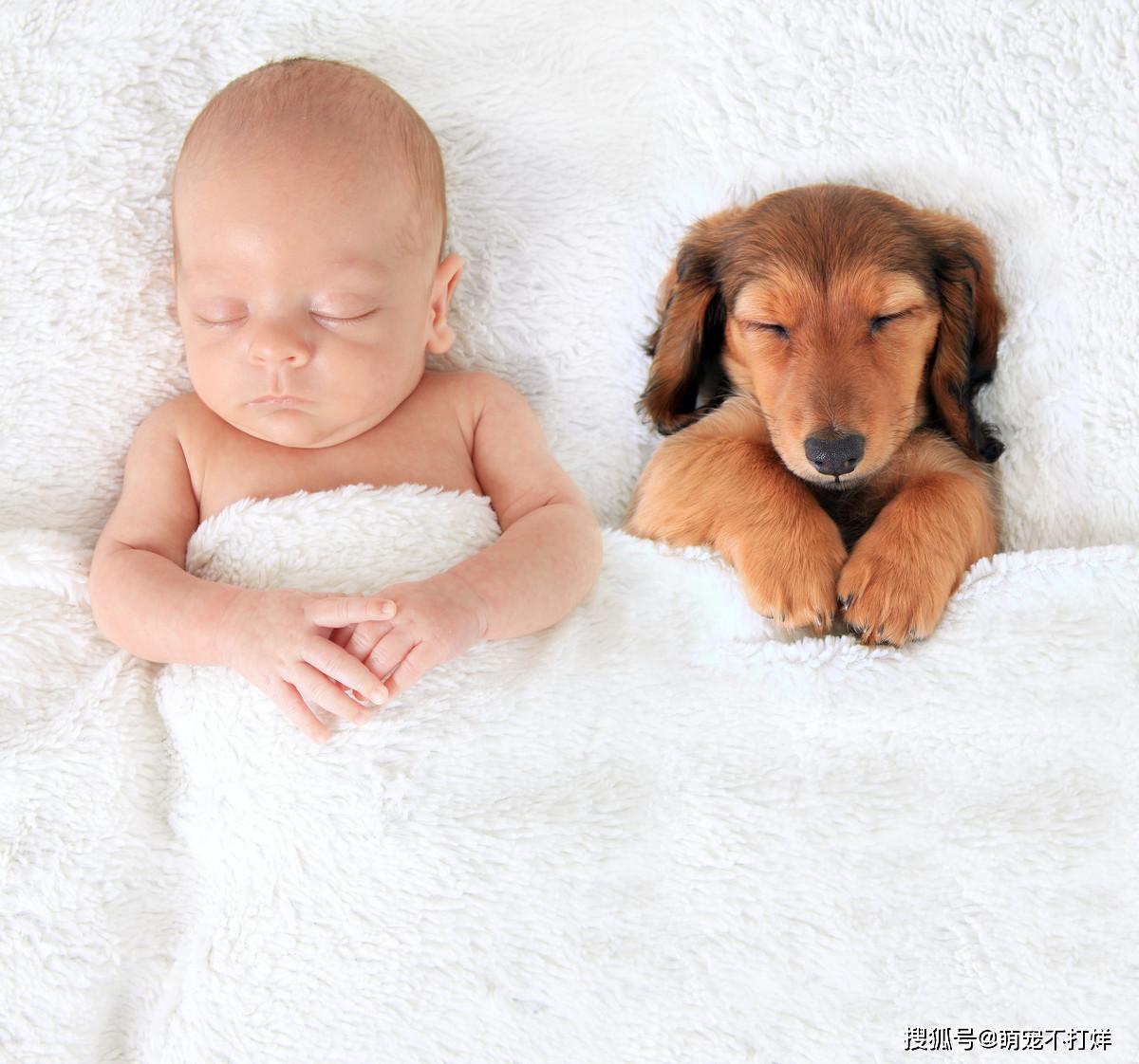 狗狗睡眠时间是多长_狗狗睡眠时间是几个小时_狗狗睡眠时间是多少