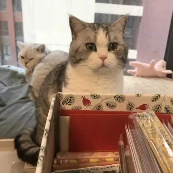猫猫需要打疫苗吗？新手猫妈猫爸要怎么选择疫苗呢？