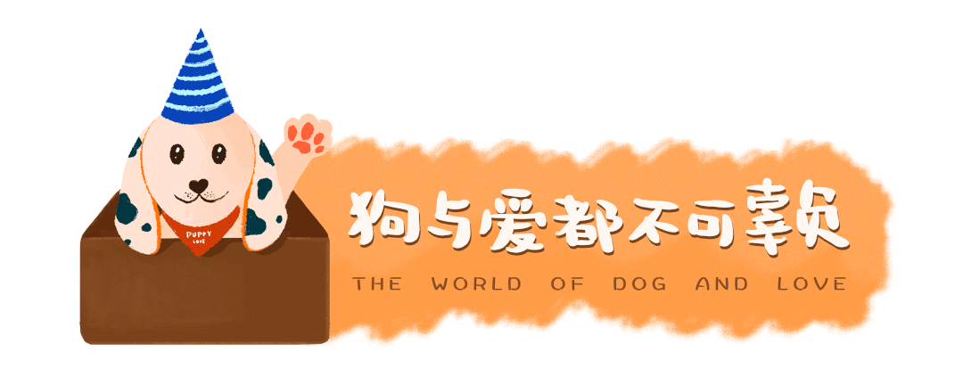 养一只闲不下来的操心狗是一种什么体验？