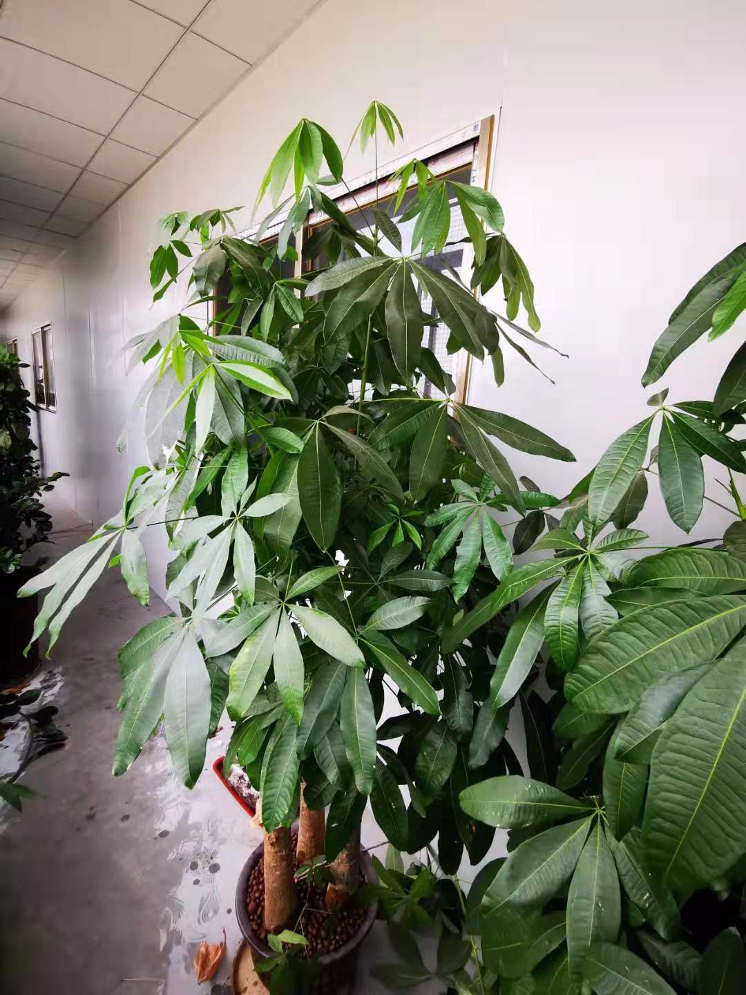 大客厅摆这10种大型绿植，叶子常年翠绿，还不用经常打理