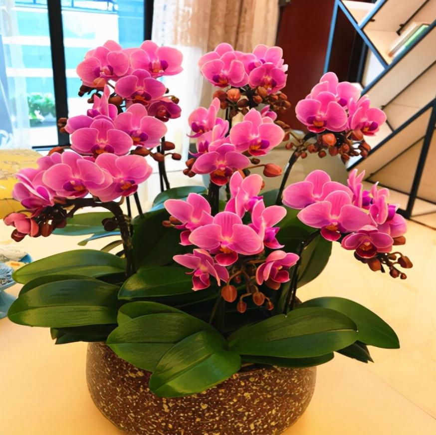 6种“大漂亮花”，客厅养太划算，看多久都不讨厌