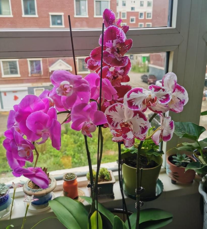 客厅好看养绿植好吗_客厅什么绿植好养又好看_客厅好看养绿植好吗图片