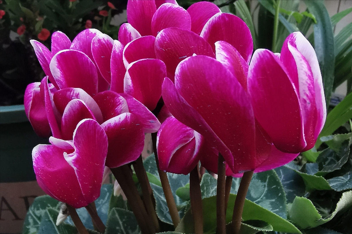客厅好看养绿植好吗_客厅什么绿植好养又好看_客厅好看养绿植好吗图片