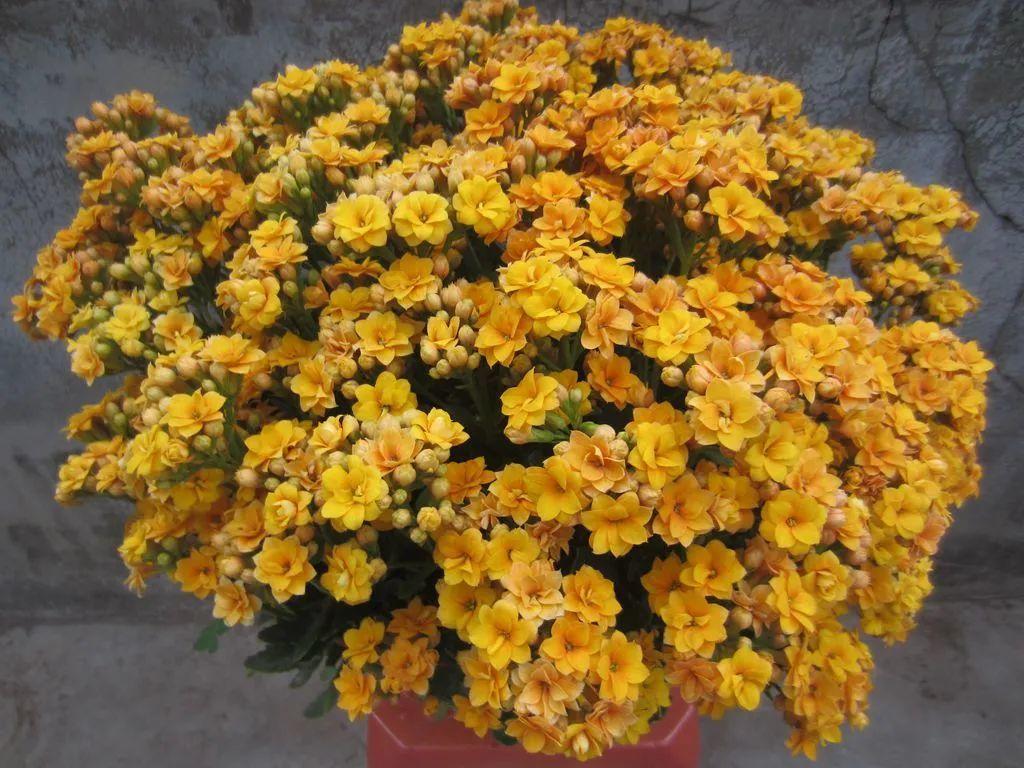 客厅好看养绿植好吗图片_客厅什么绿植好养又好看_客厅好看养绿植好吗