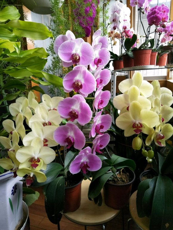客厅好看养绿植好吗图片_客厅好看养绿植好吗_客厅什么绿植好养又好看