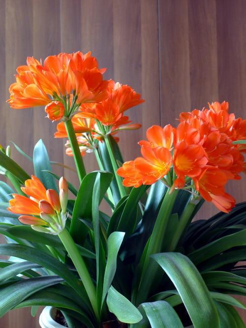客厅好看养绿植好吗图片_客厅好看养绿植好吗_客厅什么绿植好养又好看