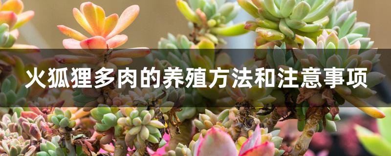 火狐狸多肉的养殖方法和注意事项