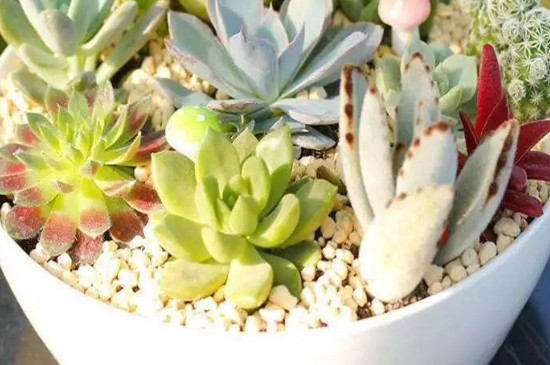 多肉植物喜阳喜阴_多肉喜欢阳光还是阴凉_多肉在阴凉养好吗