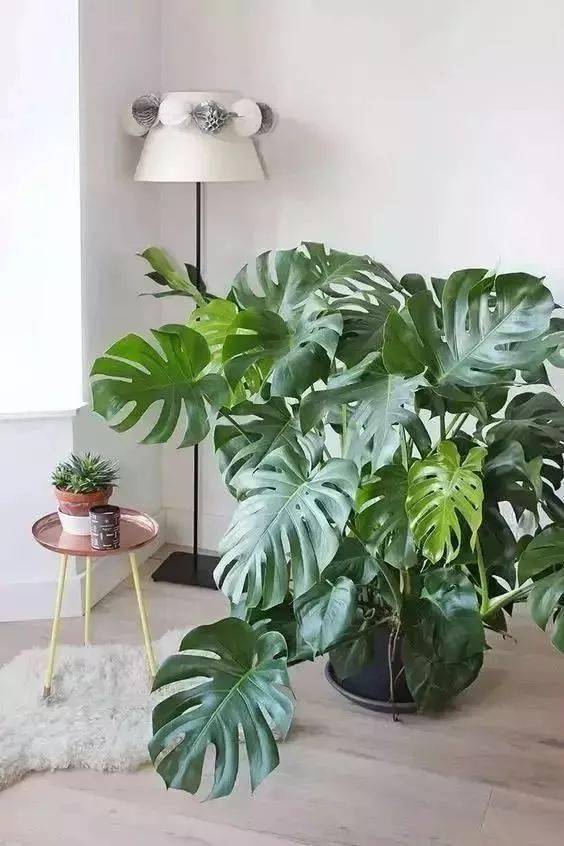 适合客厅养的花_客厅养适合花草的植物_客厅适合养的花