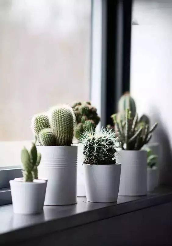 客厅养适合花草的植物_客厅适合养的花_适合客厅养的花