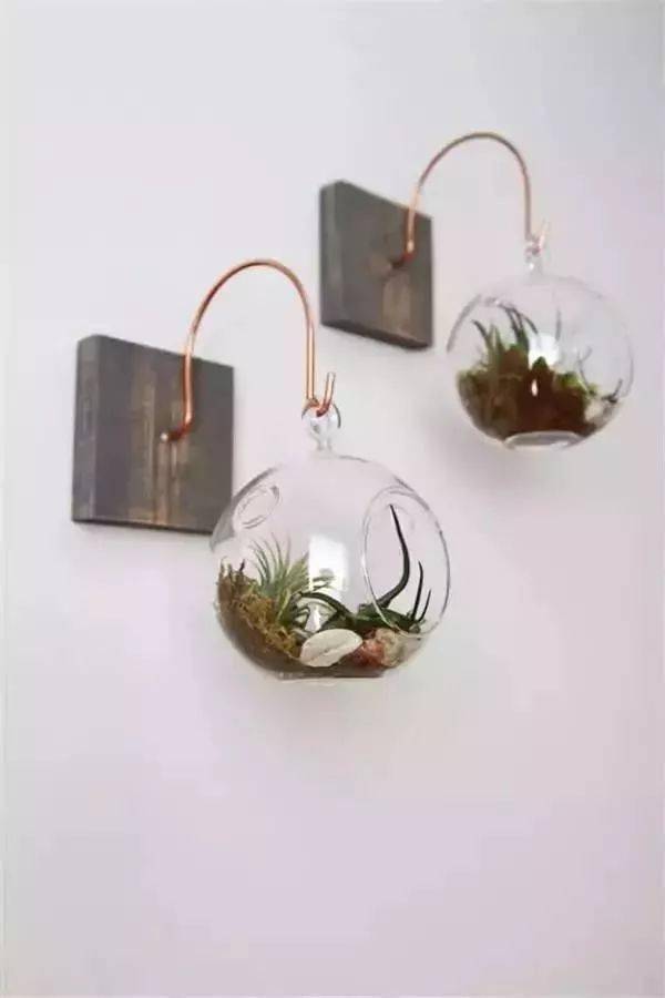 客厅适合养的花_适合客厅养的花_客厅养适合花草的植物