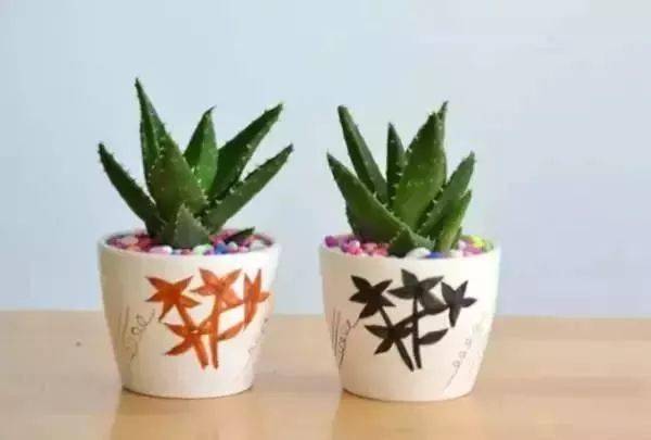 客厅适合养的花_客厅养适合花草的植物_适合客厅养的花