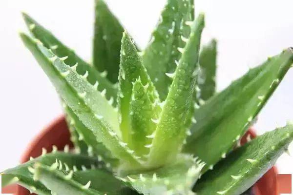 适合客厅养的花_客厅适合养的花_客厅养适合花草的植物