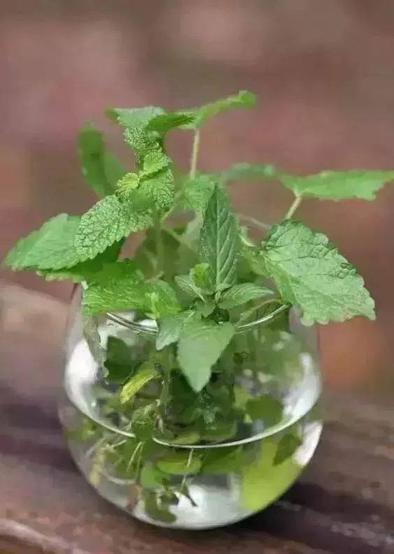 客厅养适合花草的植物_适合客厅养的花_客厅适合养的花