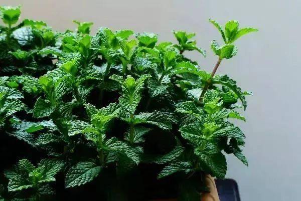 适合客厅养的花_客厅养适合花草的植物_客厅适合养的花