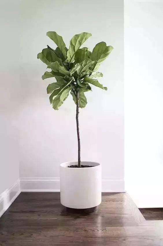 适合客厅养的花_客厅适合养的花_客厅养适合花草的植物
