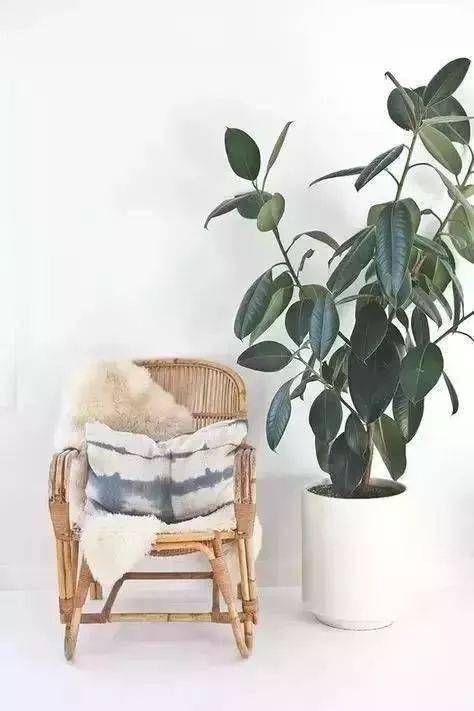 客厅适合养的花_适合客厅养的花_客厅养适合花草的植物