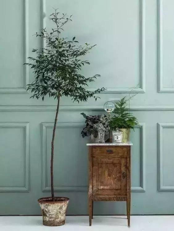 适合客厅养的花_客厅养适合花草的植物_客厅适合养的花