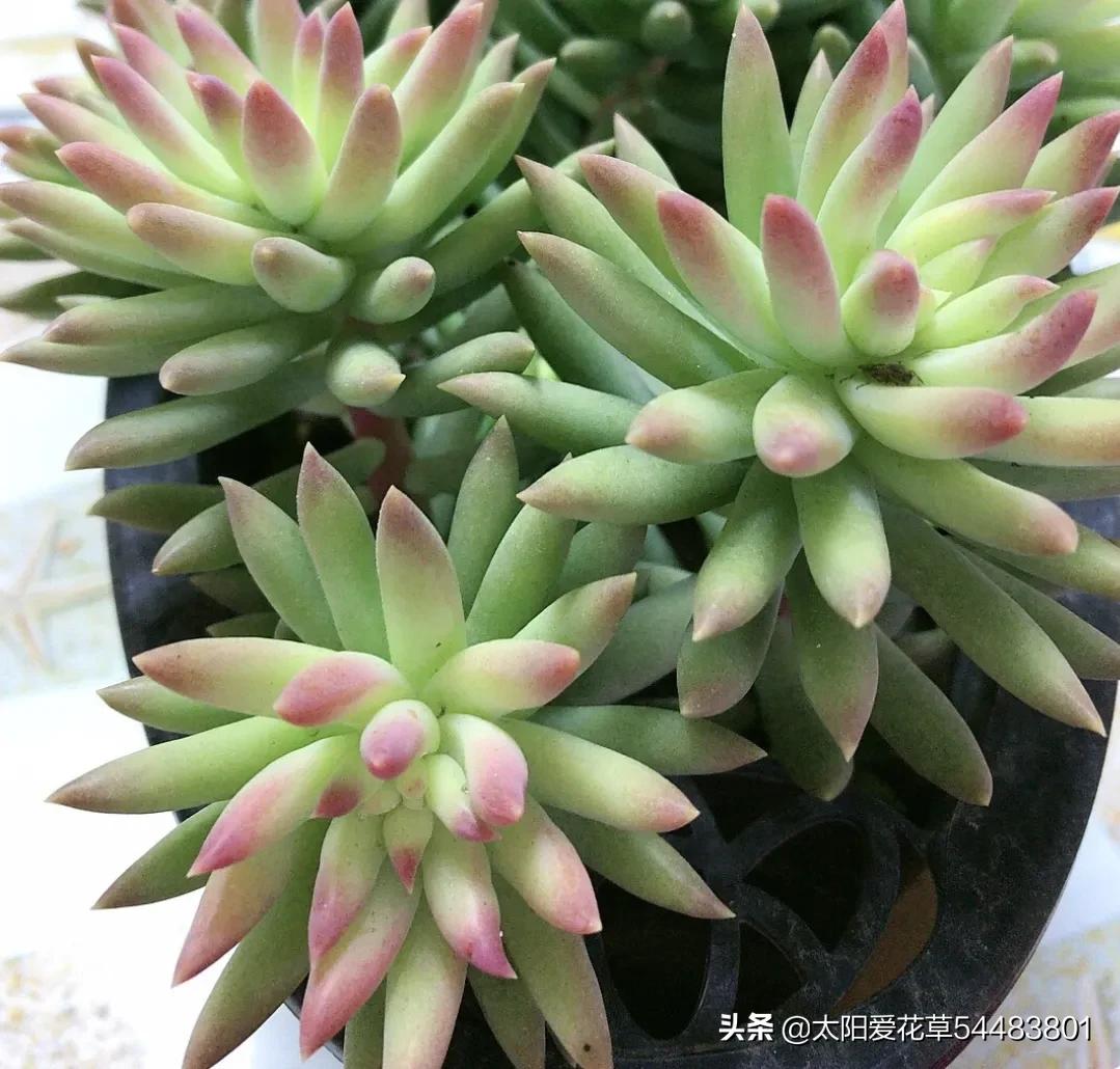 千佛手多肉植物_多肉千佛手的寓意_多肉千佛手掌的养殖方法