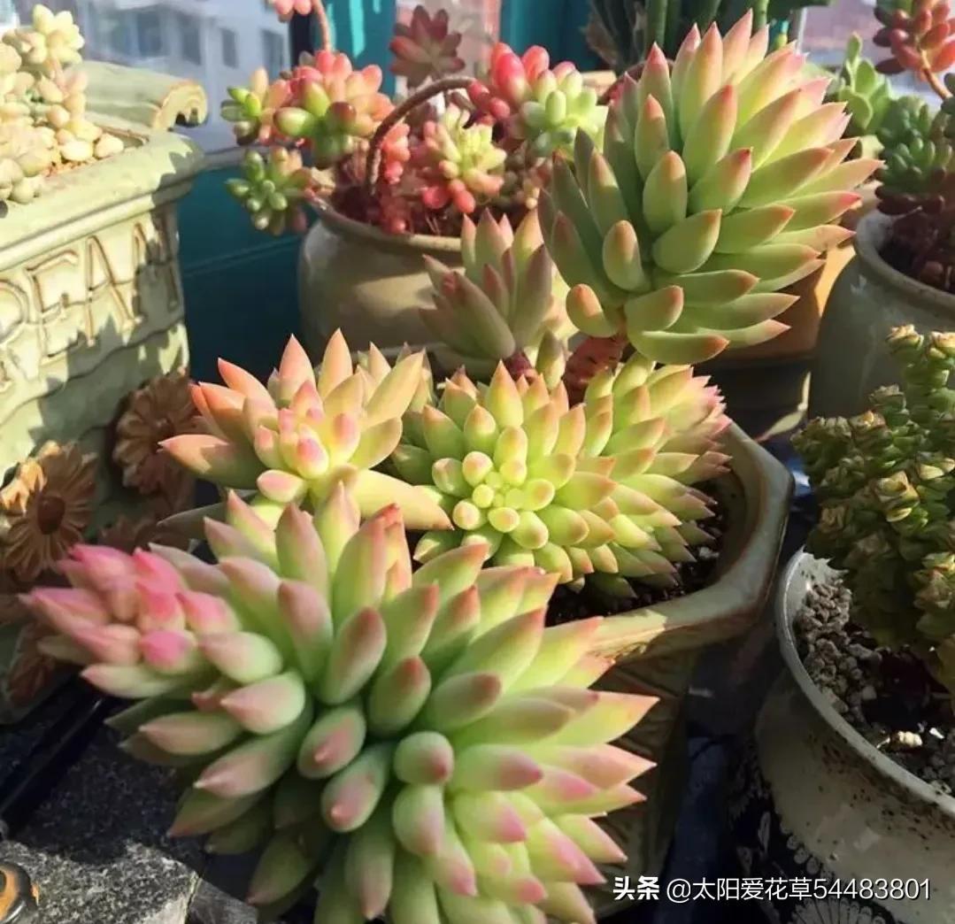 多肉千佛手掌的养殖方法_多肉千佛手的寓意_千佛手多肉植物