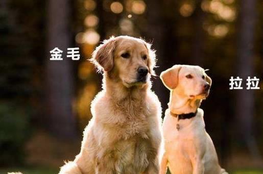 金毛和拉布拉多相比，究竟谁更有攻击性？一文告诉你