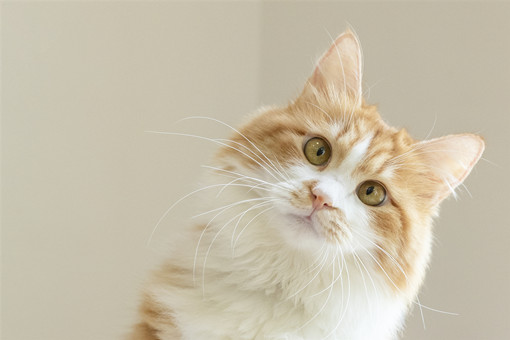 年新手适合养什么品种的猫？这些猫可爱又好养！