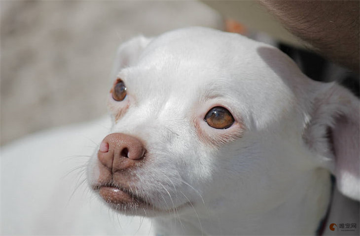 狗狗多久来一次月经 一般多久结束