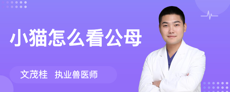 小猫怎么看公母