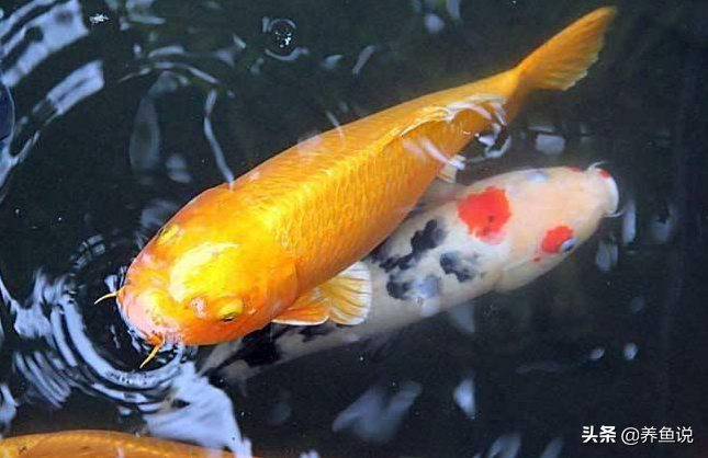 四大风水鱼之首锦鲤鱼如果养死了，寓意就不好了