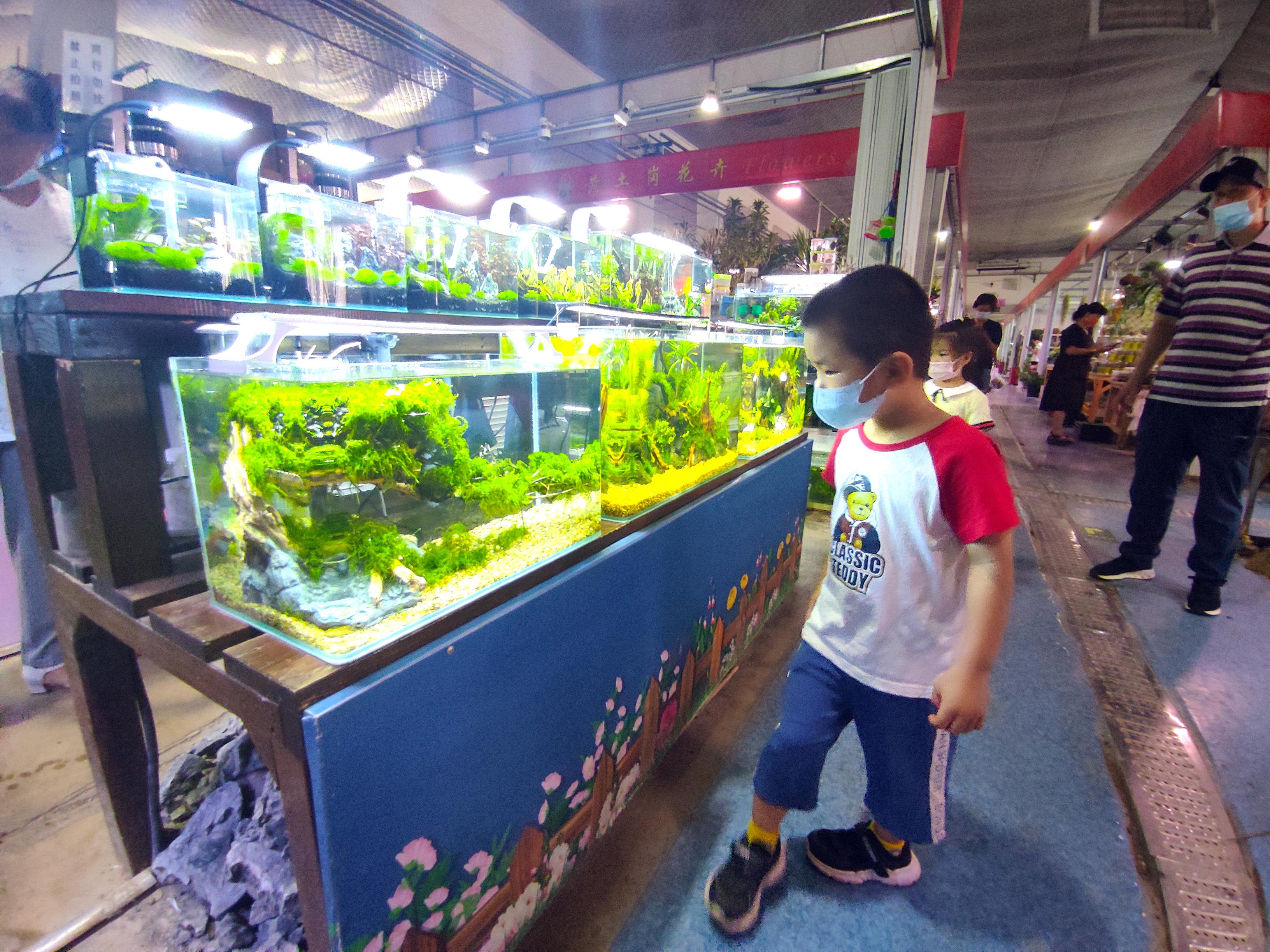 北京观赏鱼批发市场在哪里_北京卖观赏鱼的市场_批发观赏鱼北京市场地址