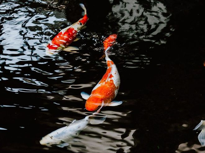 观赏虫寄生病鱼会死吗_观赏鱼寄生虫病_观赏鱼得了寄生虫病怎么治