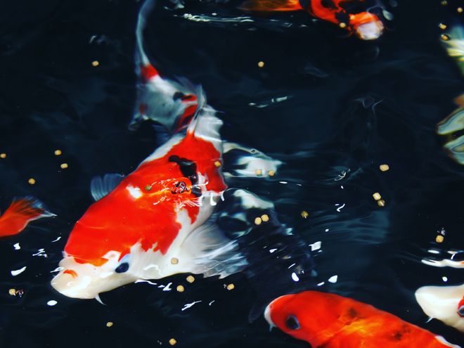 观赏虫寄生病鱼会死吗_观赏鱼寄生虫病_观赏鱼得了寄生虫病怎么治