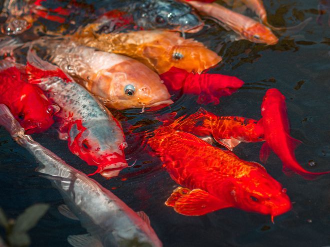 观赏鱼寄生虫病_观赏虫寄生病鱼会死吗_观赏鱼得了寄生虫病怎么治