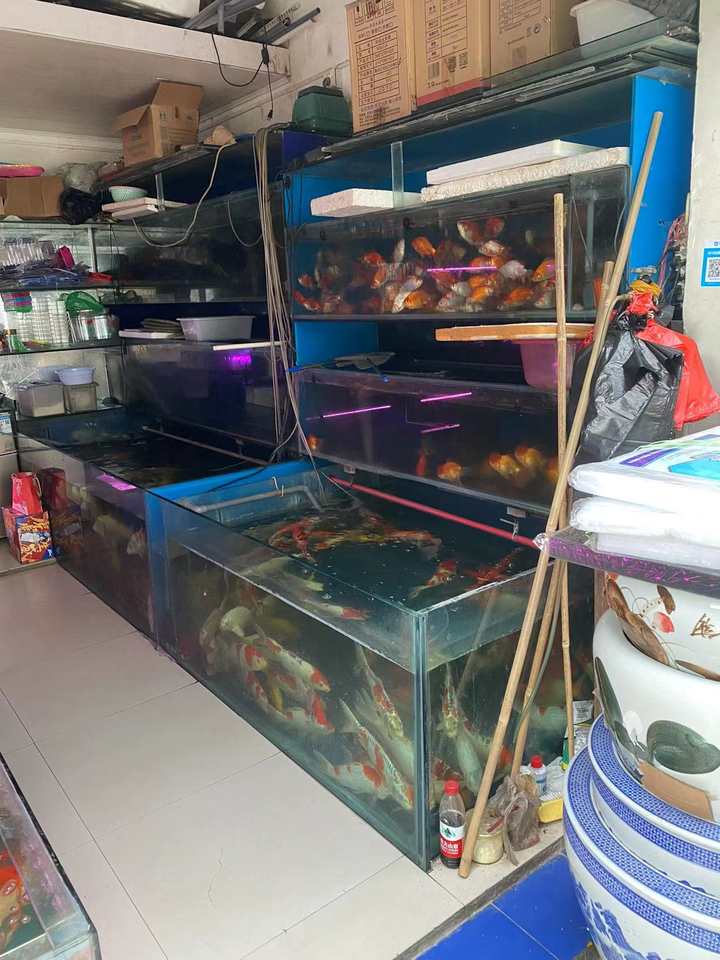 观赏鱼门店_观赏鱼店适合开在什么位置_观赏鱼店面