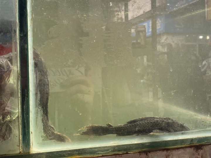 观赏鱼店面_观赏鱼店适合开在什么位置_观赏鱼门店