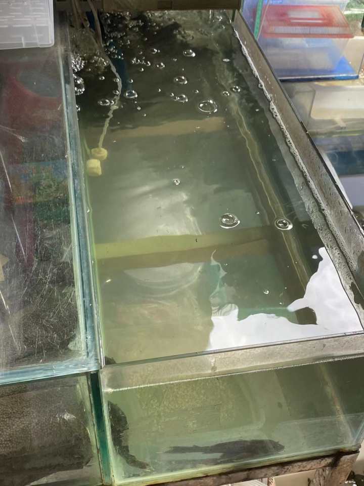 观赏鱼店面_观赏鱼店适合开在什么位置_观赏鱼门店