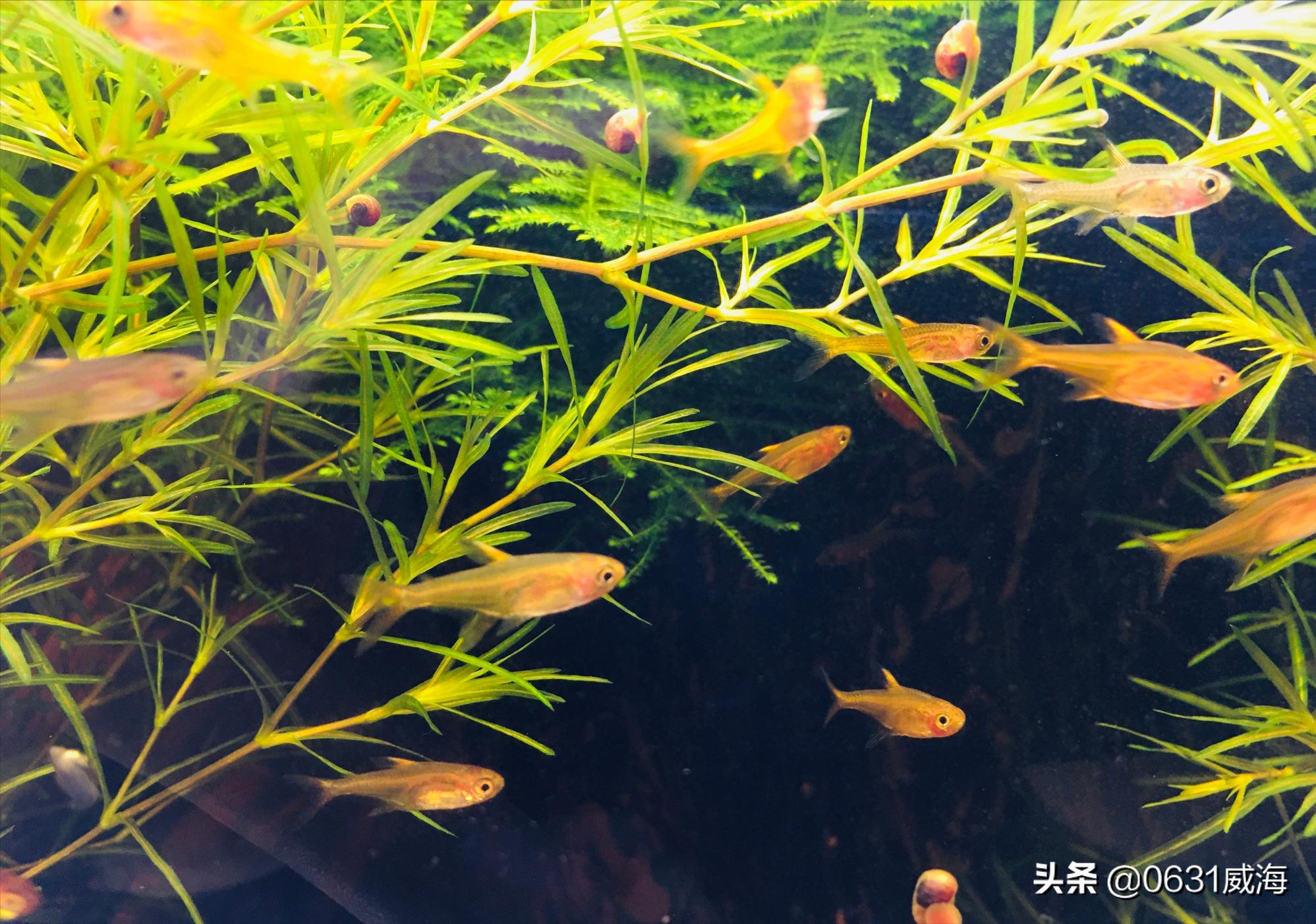 热带观赏鱼能吃吗_热带观赏鱼吃水草吗_热带观赏鱼吃什么