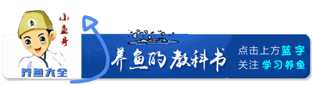 裸缸适合养什么鱼？这几种冷水鱼值得入手