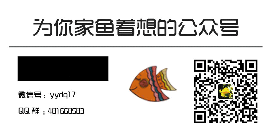 养小型观赏鱼费钱嘛_养小型观赏鱼要什么装备_小型观赏鱼什么好养